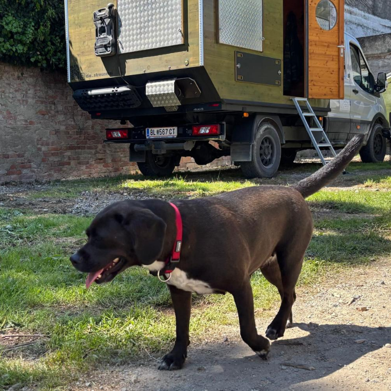Welsprodukte für Tiere
